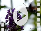 FZ020141E Slow motion 240fps of  'Colibri butterfly' Hummingbird Hawk-moth (Macroglossum stellatarum).mp4